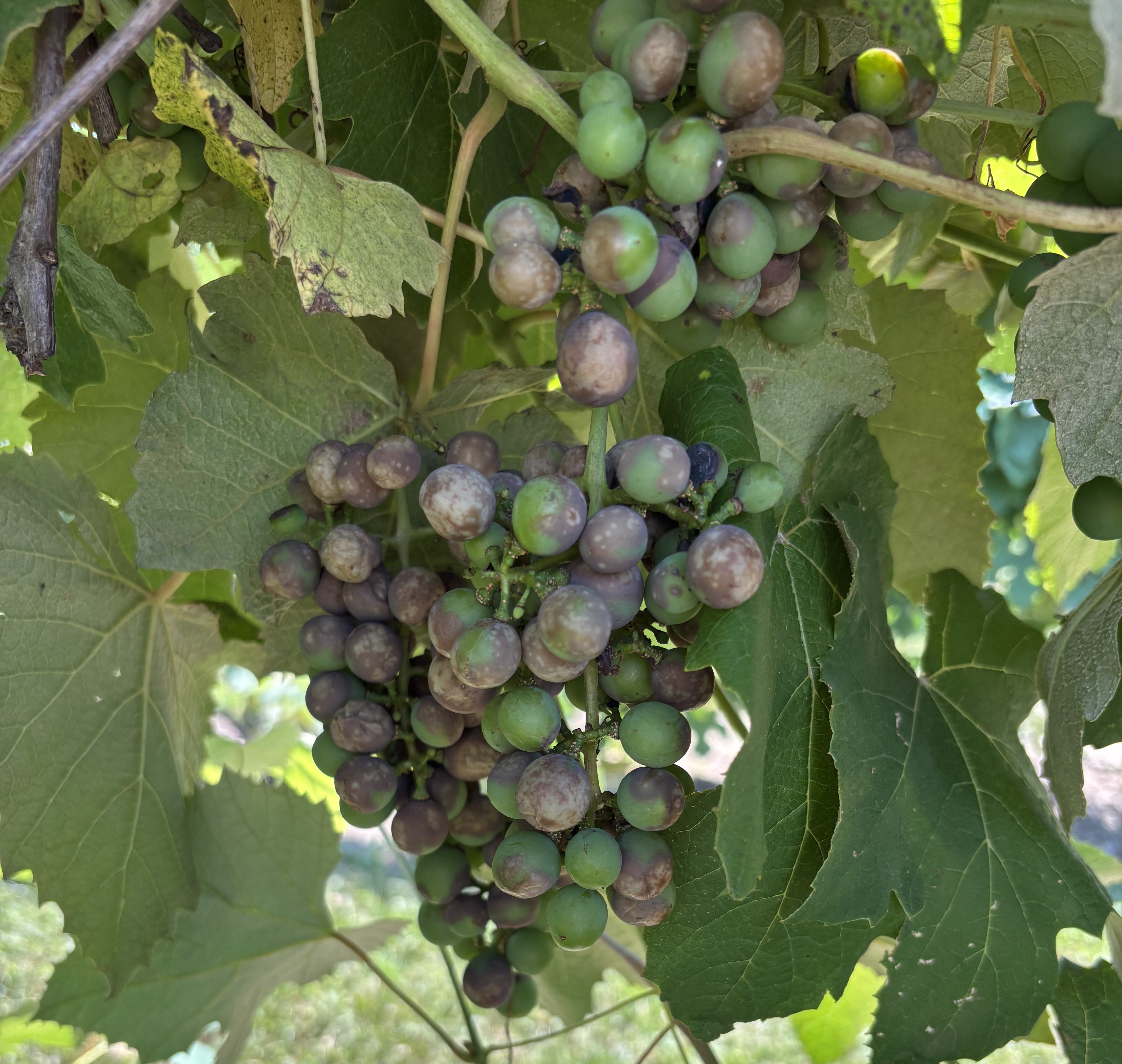 Black rot on grapes hanging from a limb. Grapes appear blackish gray.